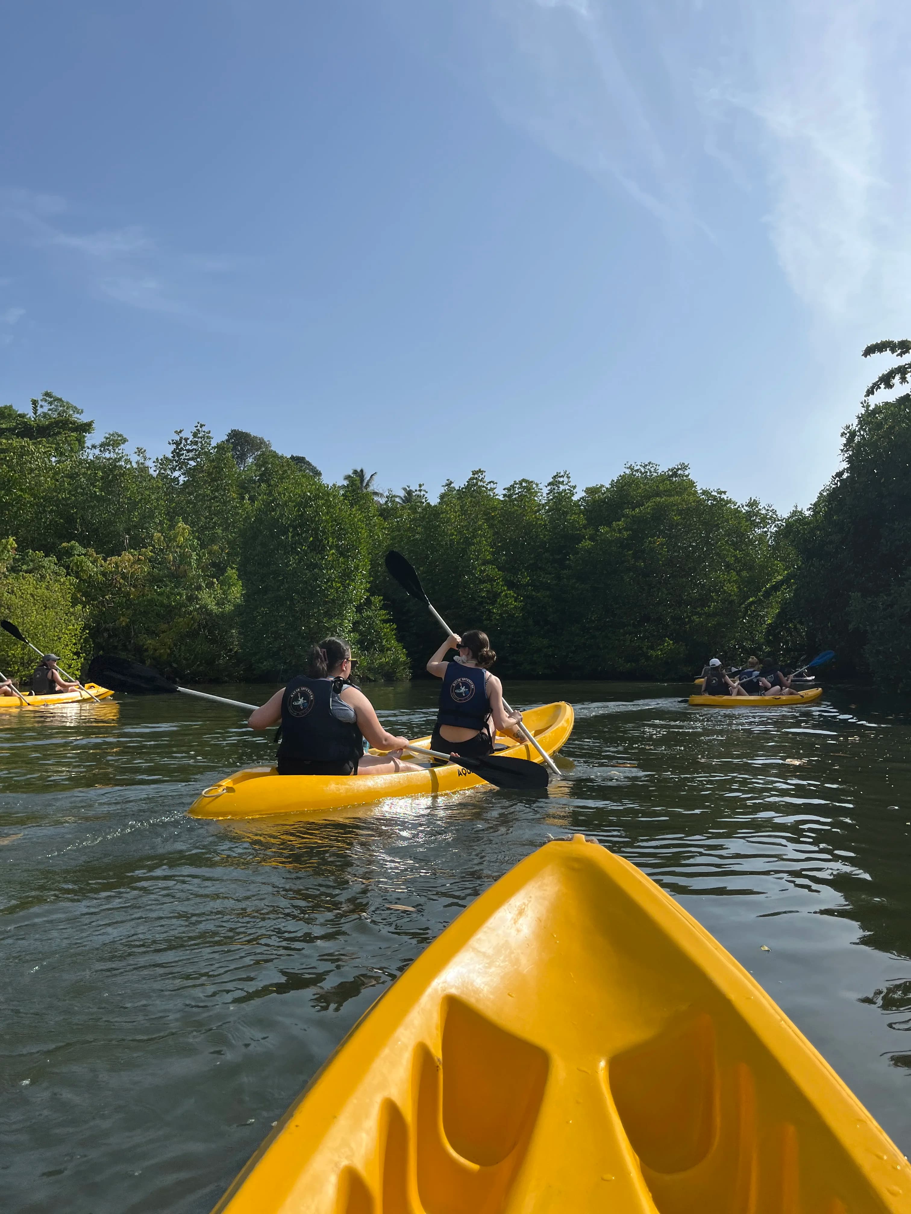 Mangrove Exploration